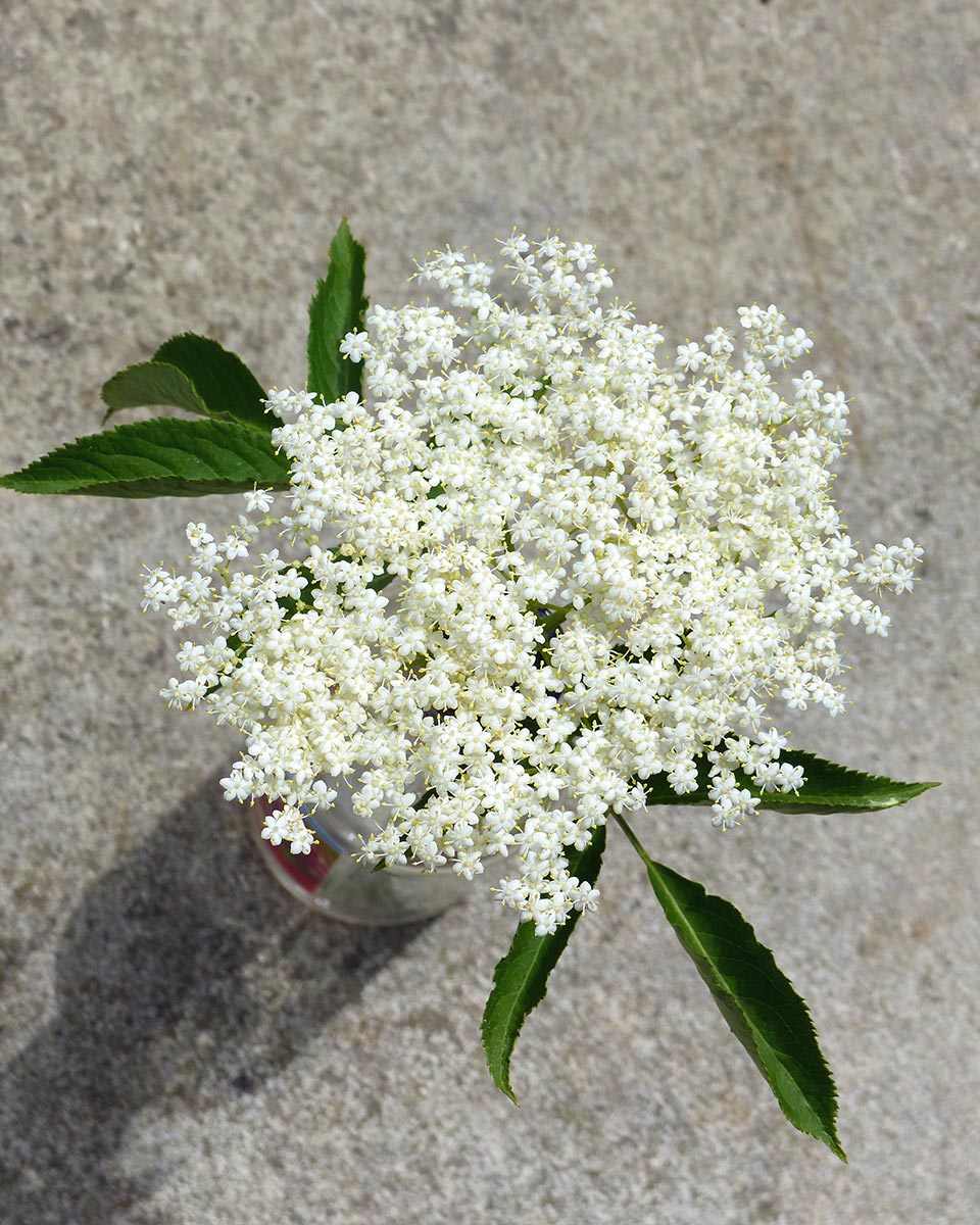 fleur blanche de sureau noir