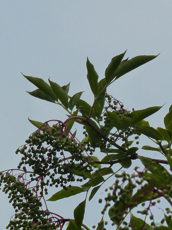 branche avec feuilles et fruits sur fond de ciel