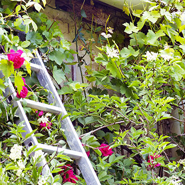sureau en fleur et roses au jardin
